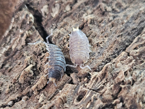 Proporcellio vulcanius