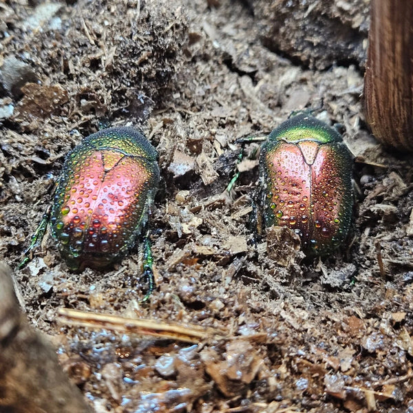 Protaetia speciosissima cf ignea
