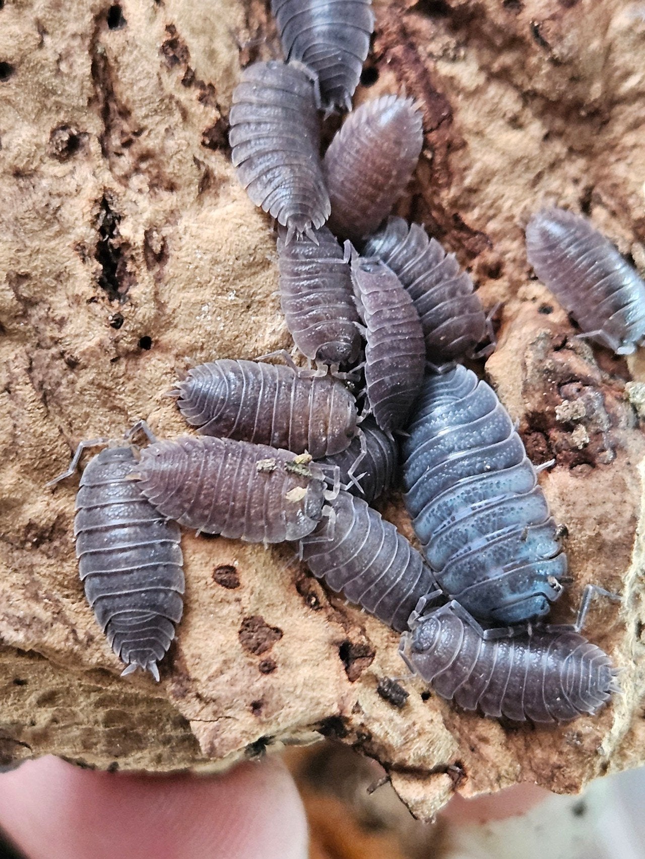 Trachelipus difficilus