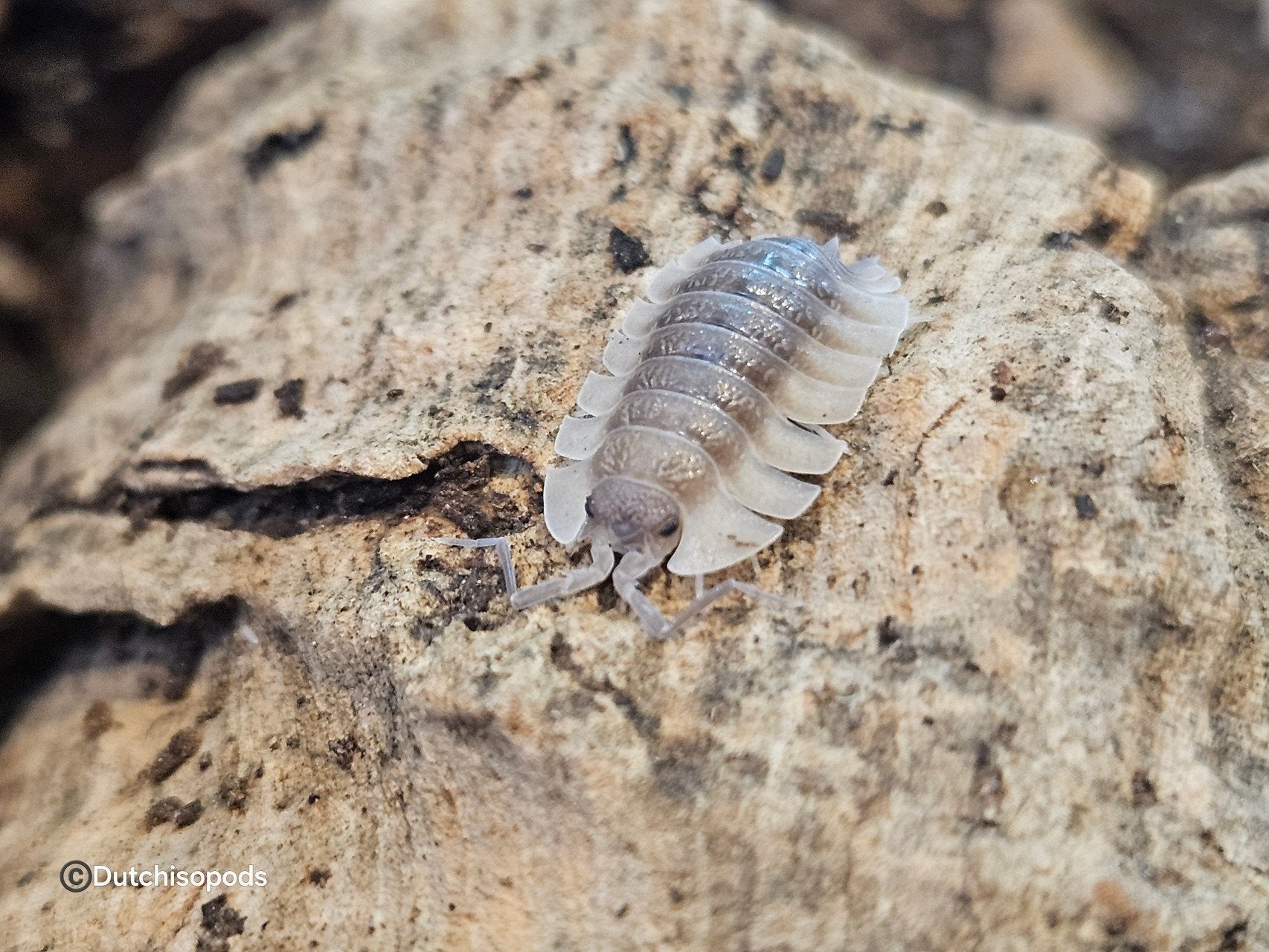 Trachelipus trilobatus