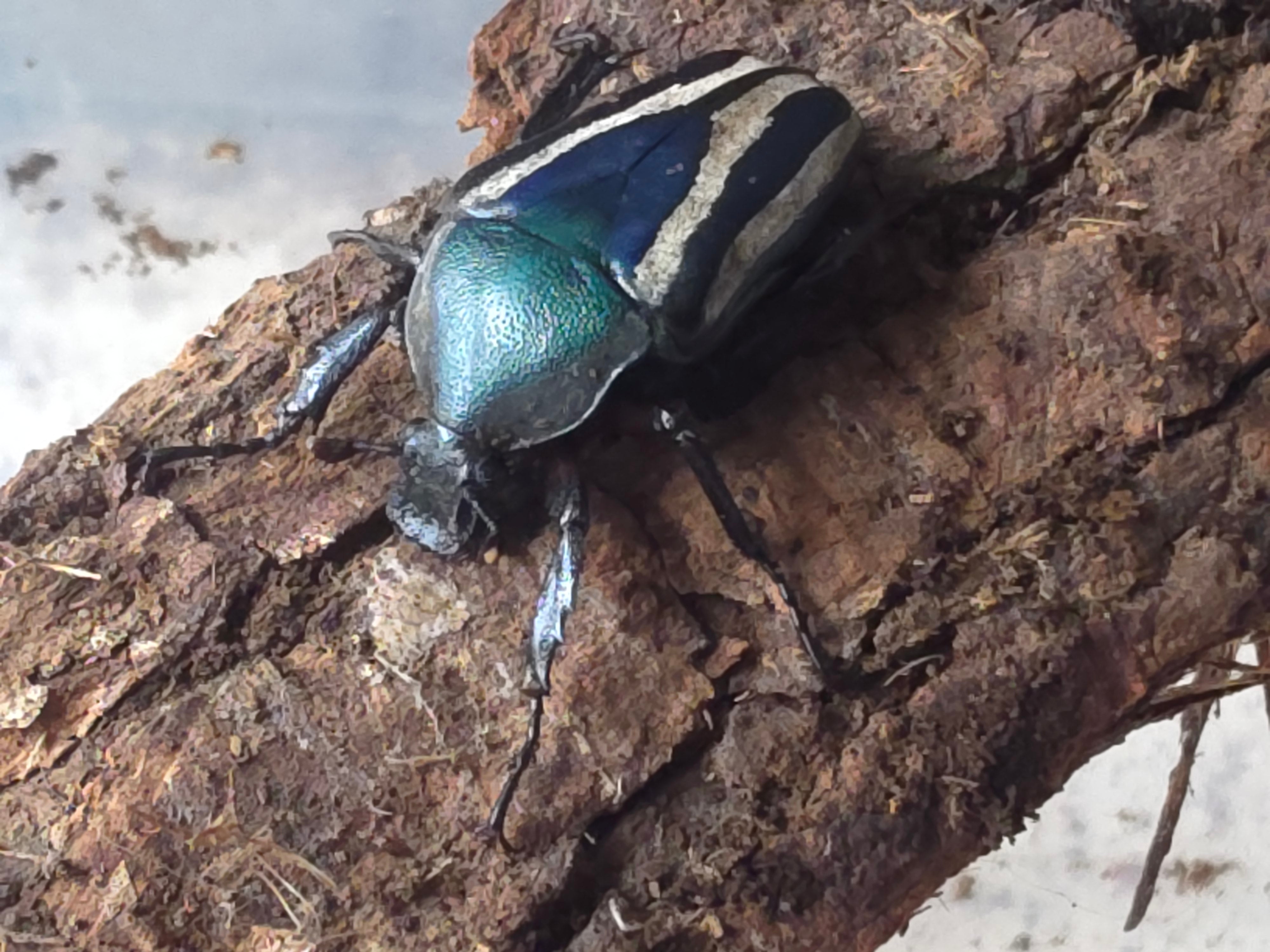 Dicronorhina derbyana green/blue