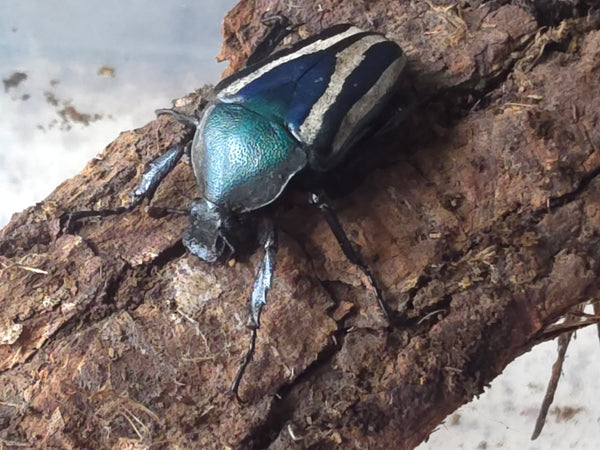 Dicronorhina derbyana green/blue