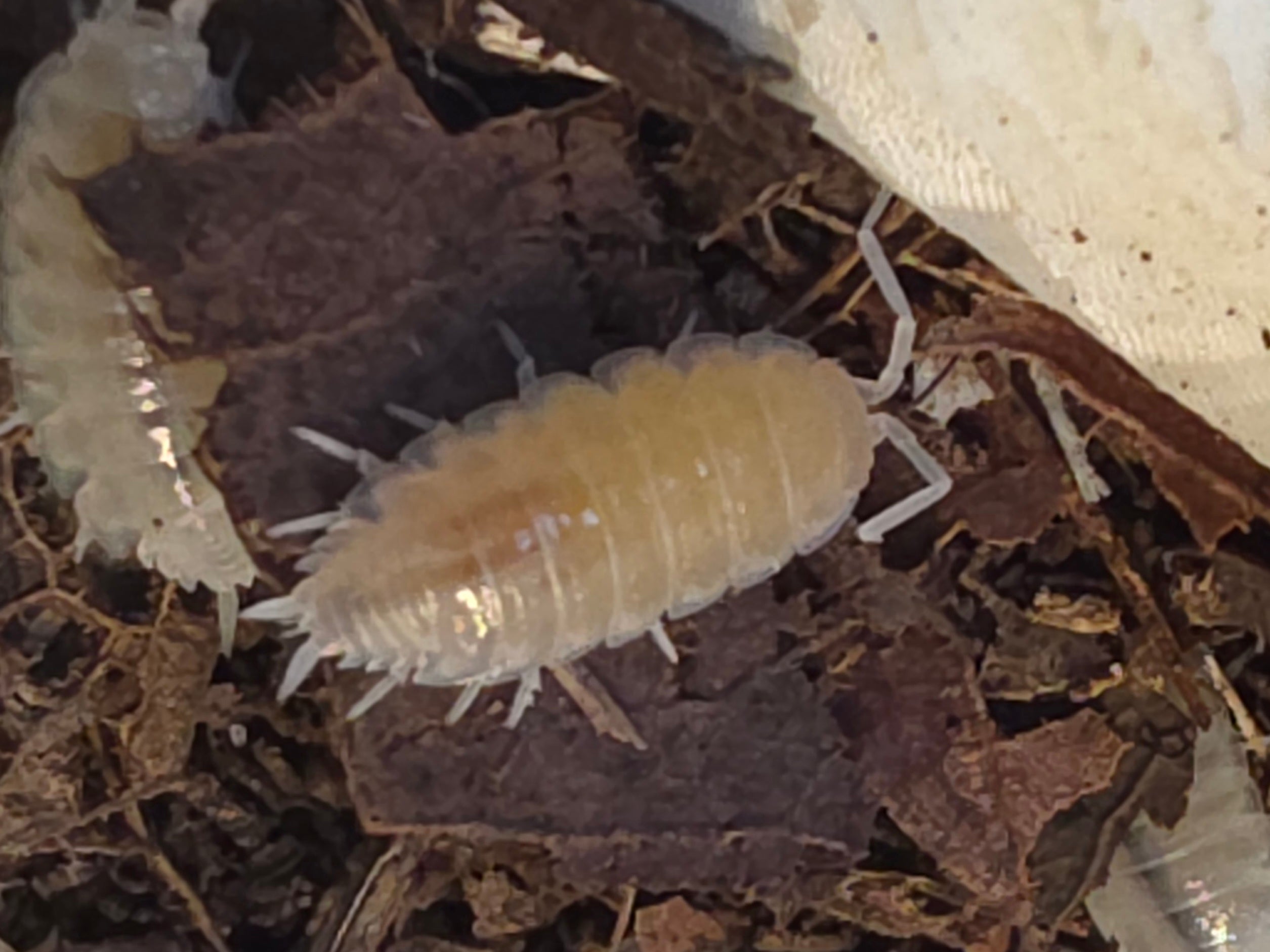 Porcellionidus pruinosus 'Lemon'