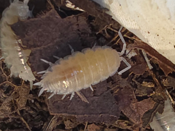 Porcellionidus pruinosus 'Lemon'