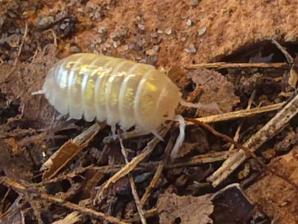 Armadillidium sp 'Albino'