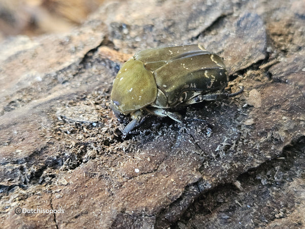 Protaetia culta culta