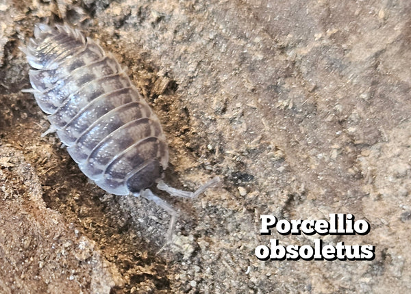 Porcellio obsoletus