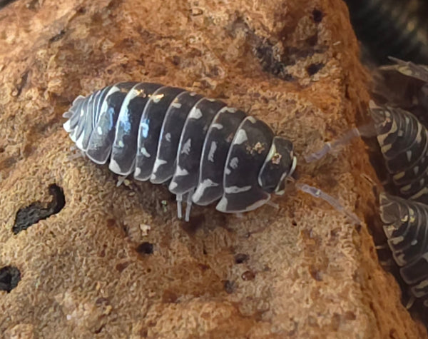 Armadillidium maculatum 'Sospel'