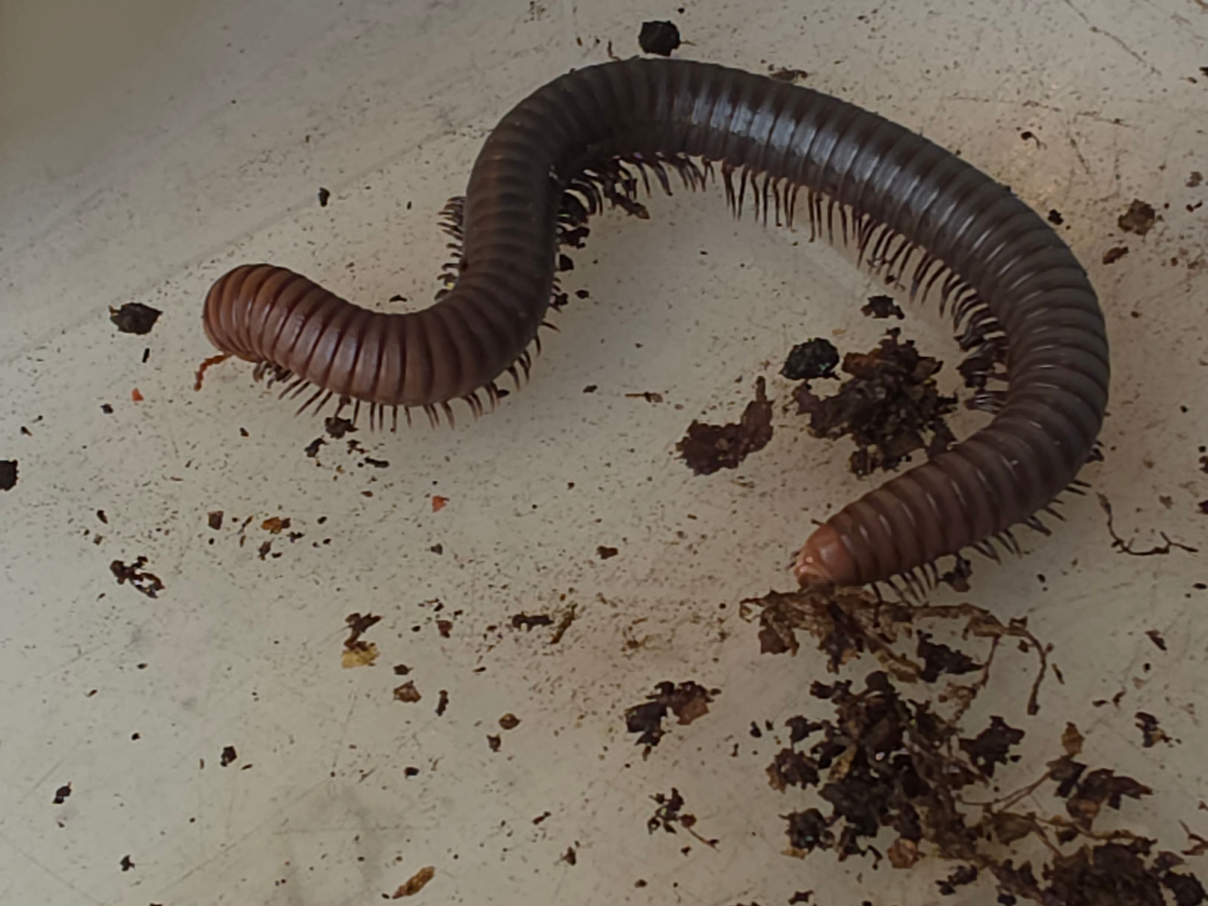 Spirostreptus servatius