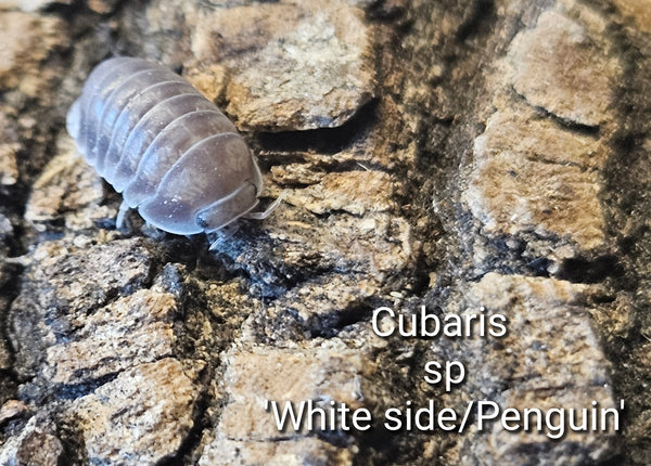 Cubaris sp 'White side / Penguin'