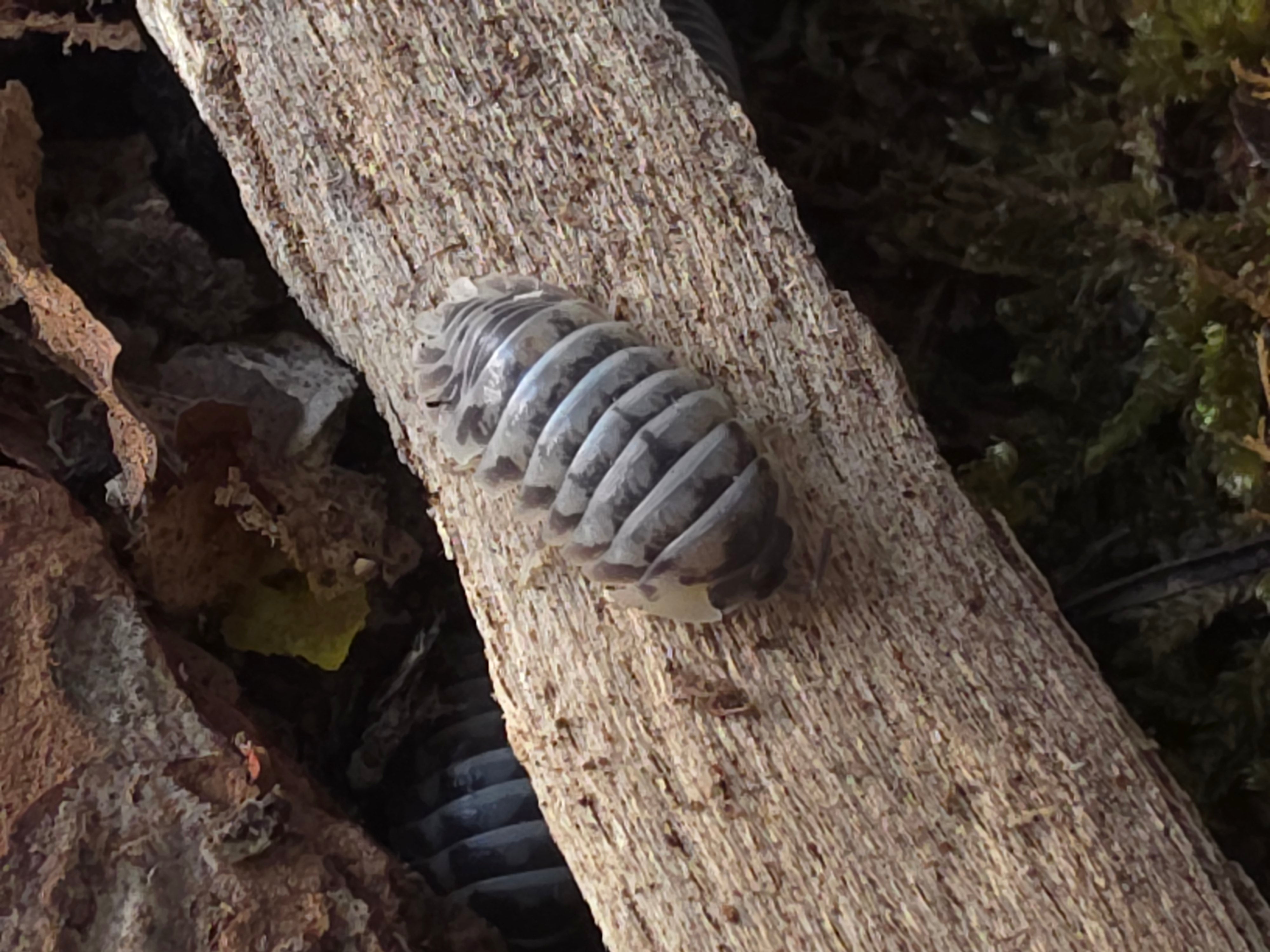 Armadillidium gestroi 'Milky way'