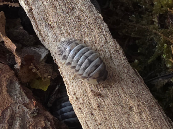 Armadillidium gestroi 'Milky way'
