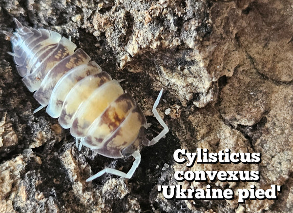 Cylisticus convexus 'Ukraine pied'