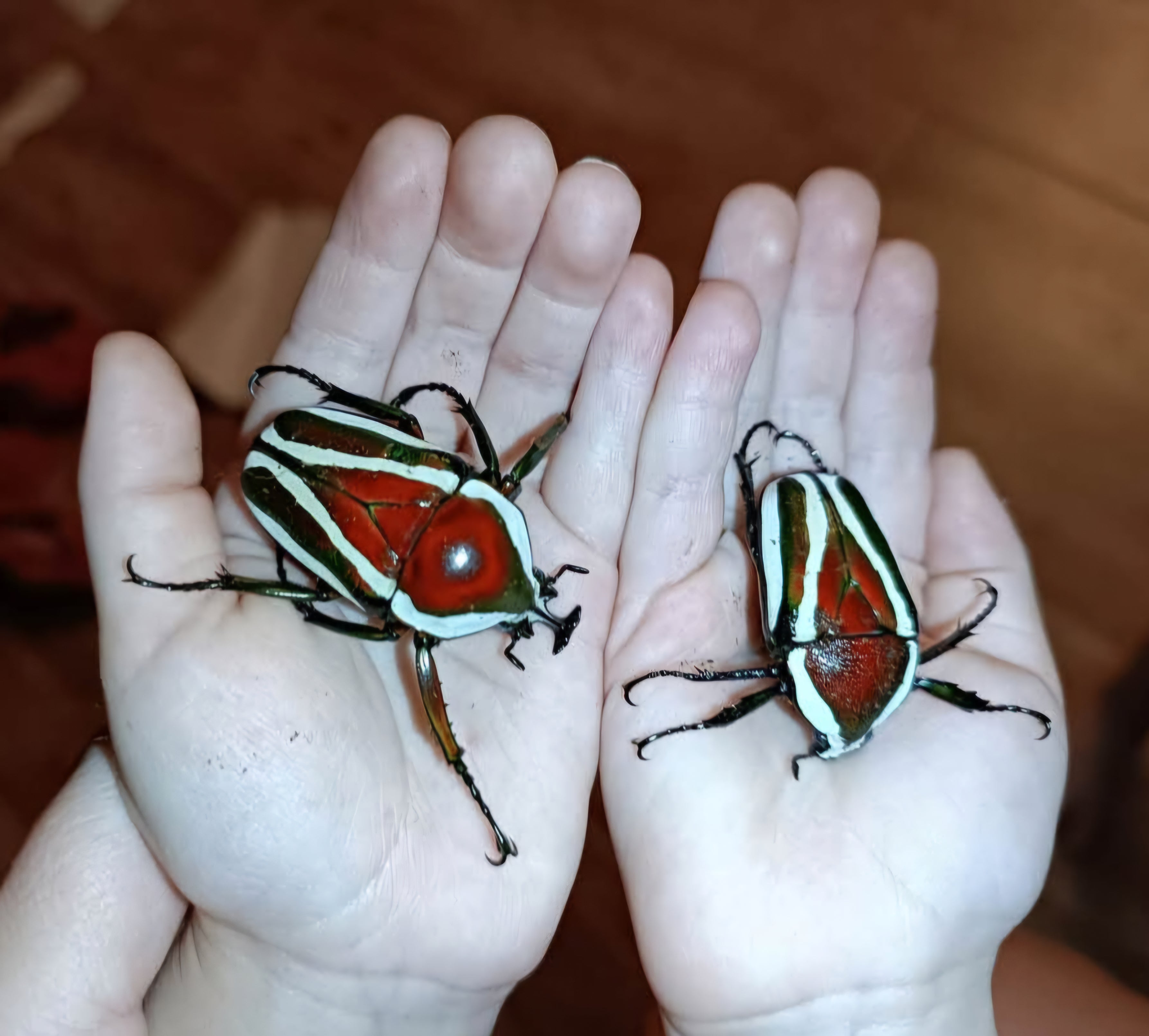 Dicronorhina derbyana lyardi