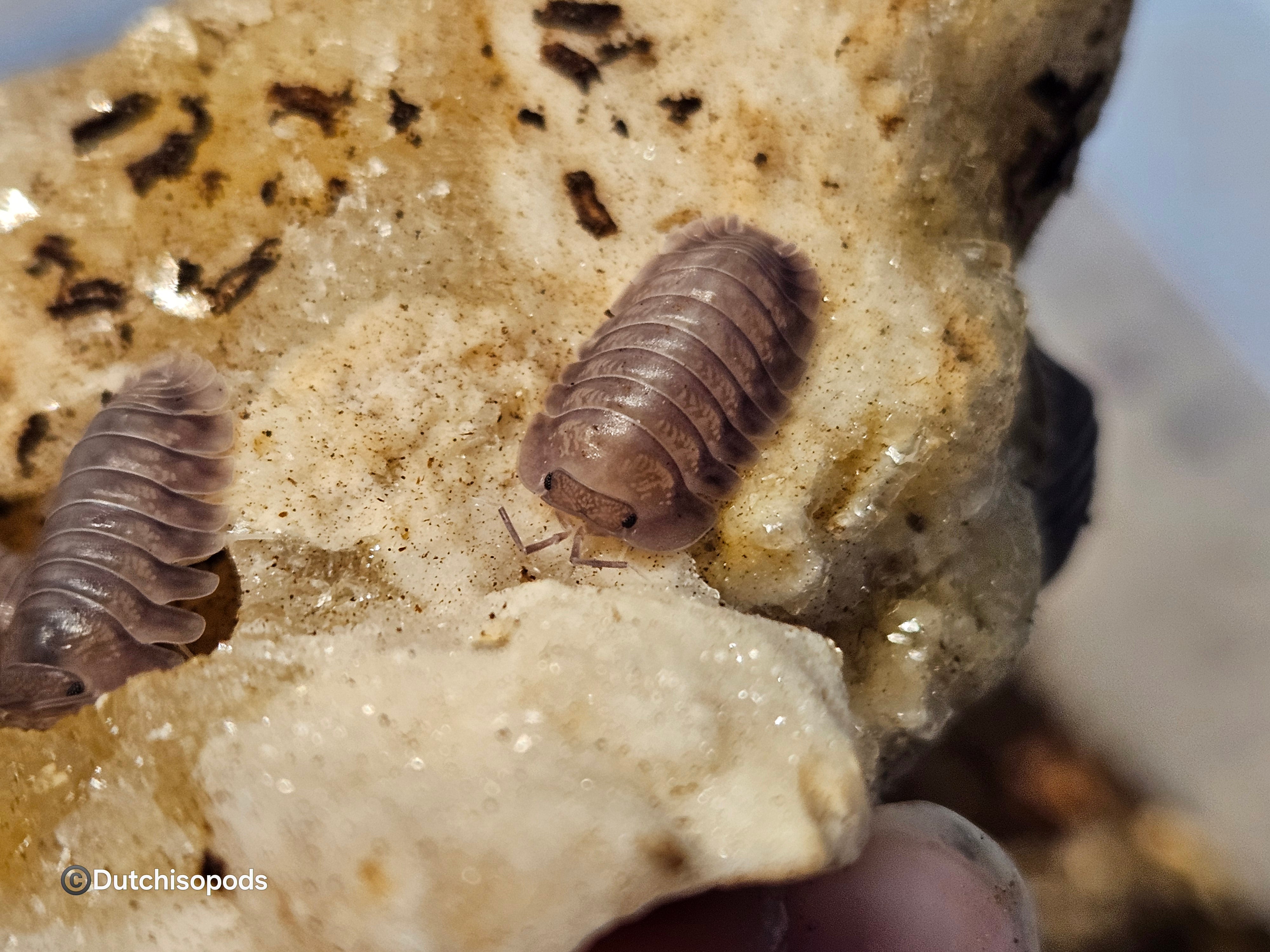 Nesodillo arcangelii 'Purple ghost'