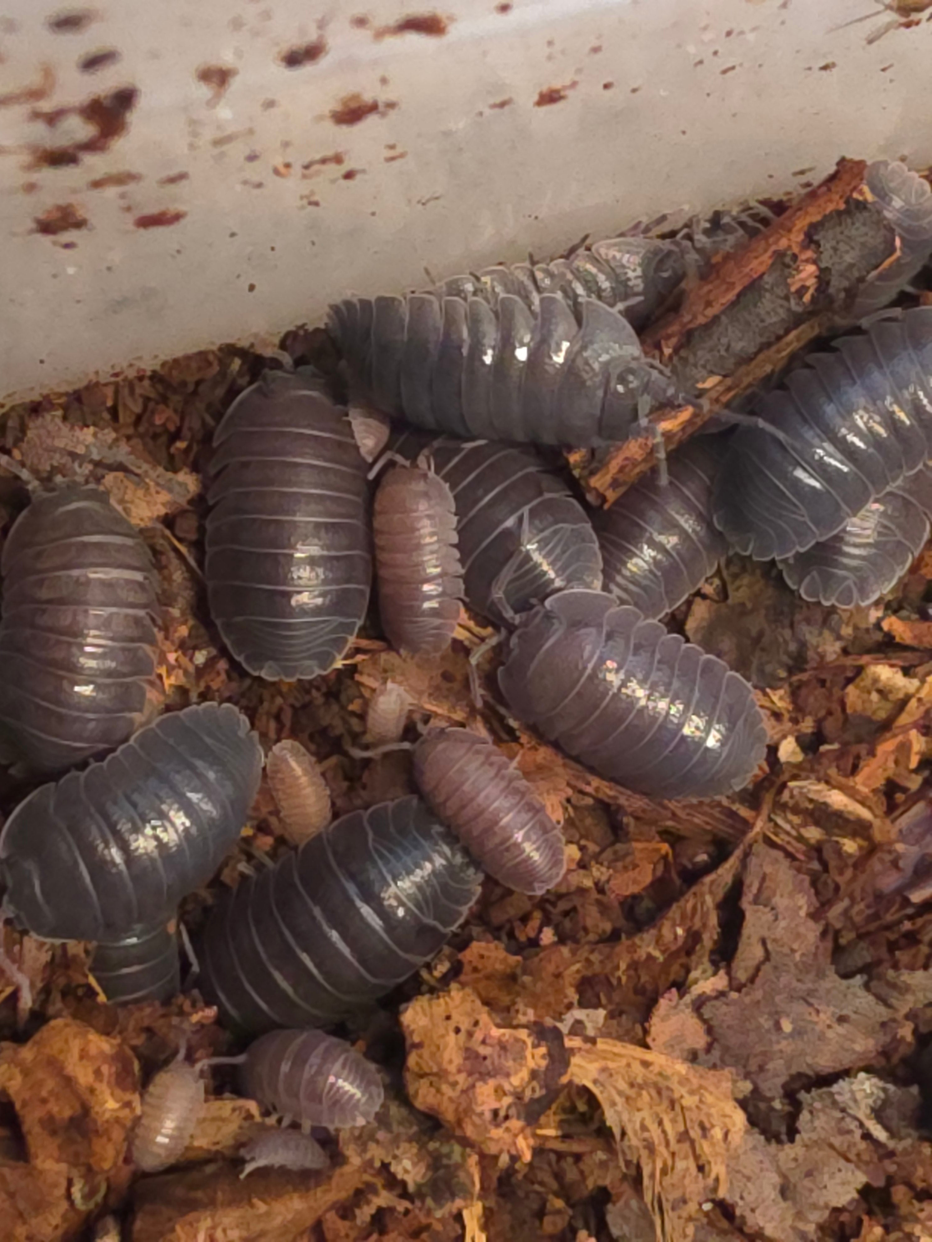Armadillidium pallasii 'Mix'
