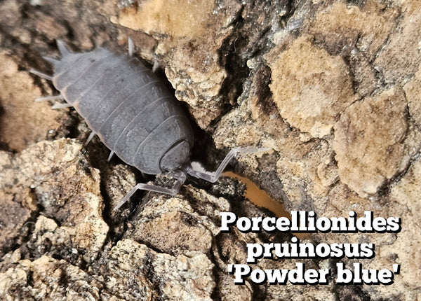 Porcellionidus pruinosus 'Powder blue'