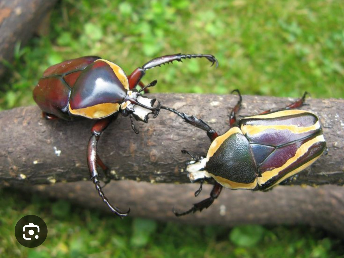 Dicronorhina derbyana conradsi