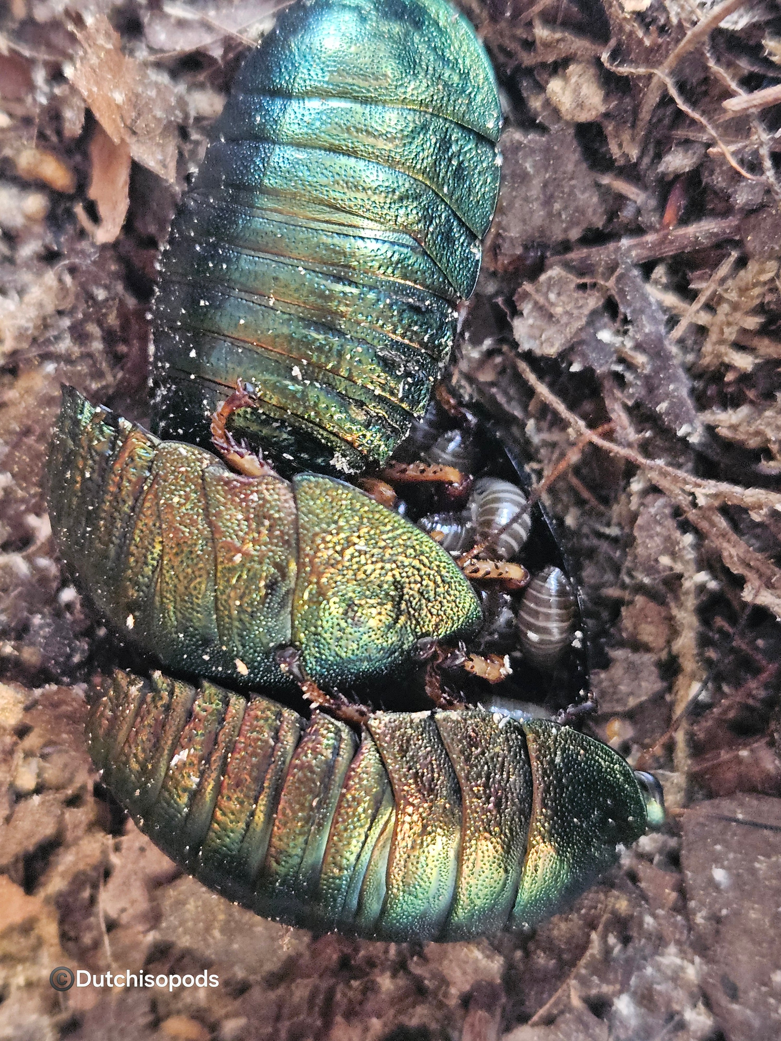 Pseudoglomeris magnifica