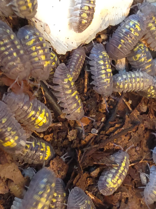 Armadillidium granulatum 'Mix'