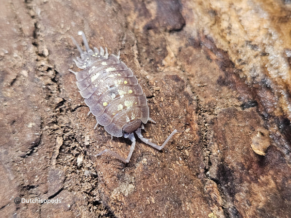 Porcellio nicklesi 'Tang'