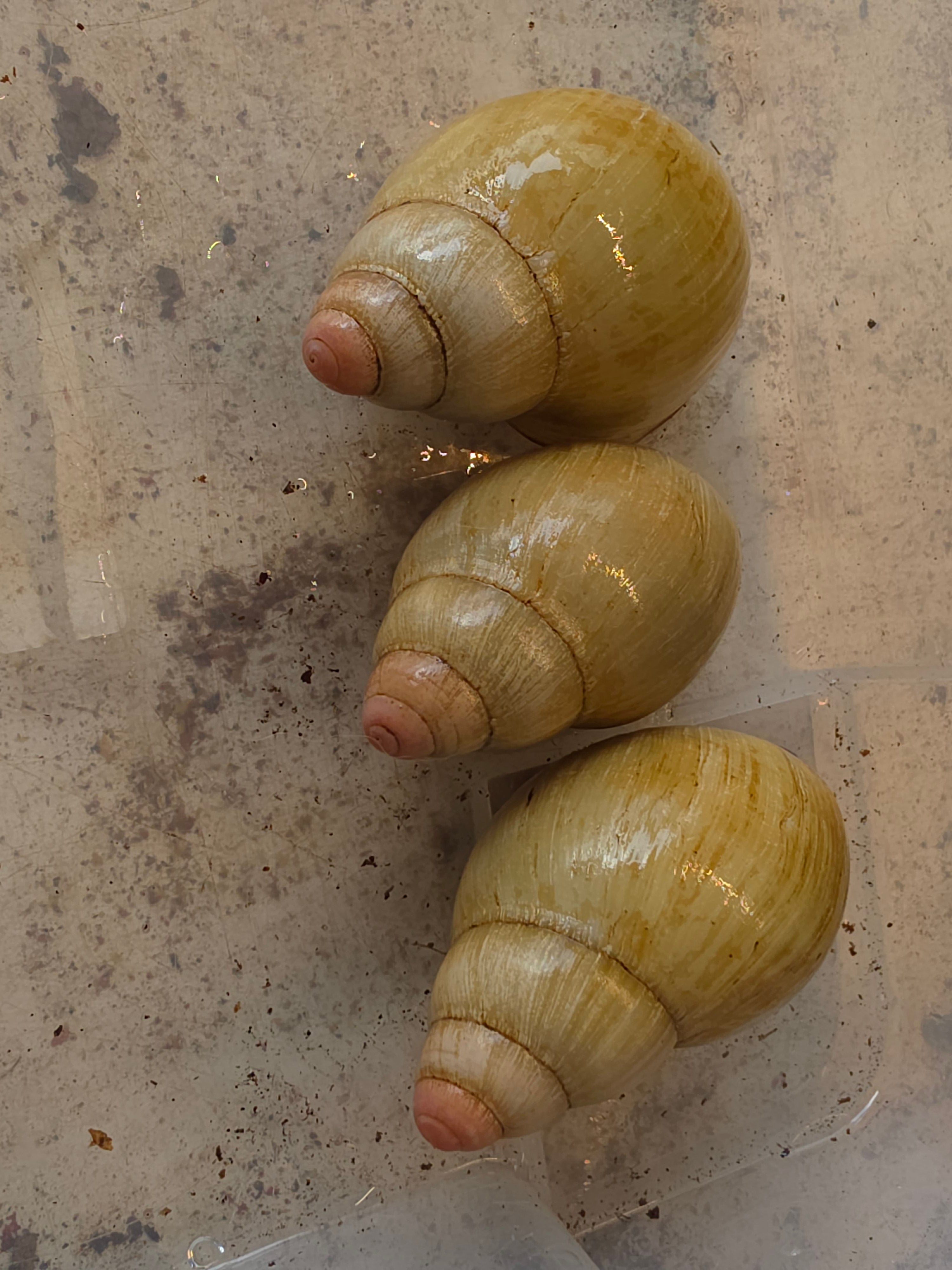 Archachatina marginata grevillei standard gold