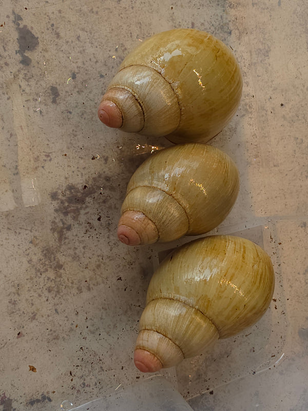 Archachatina marginata grevillei standard gold