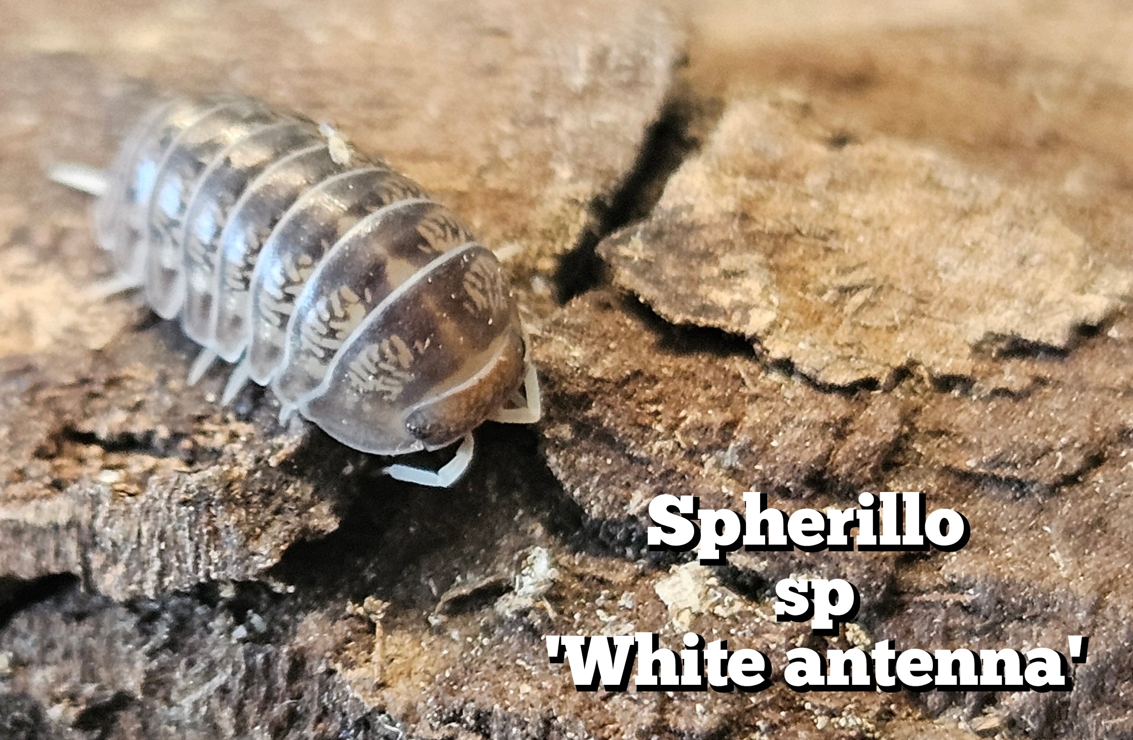 Spherillo sp 'White antenna'