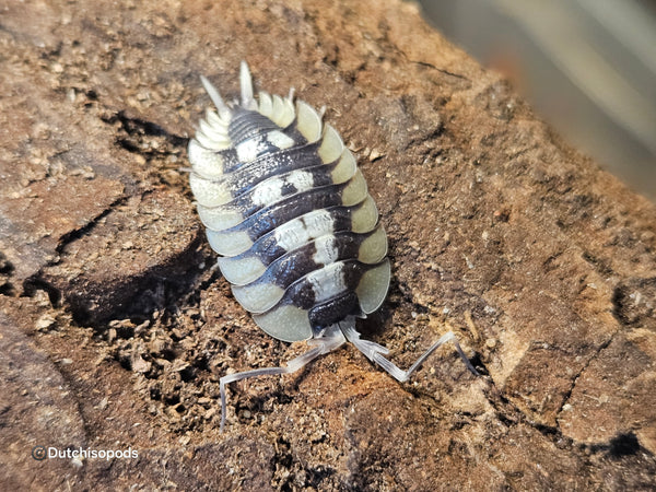 Porcellio expansus