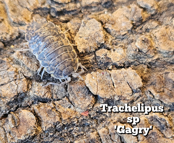 Trachelipus sp 'Gagry'