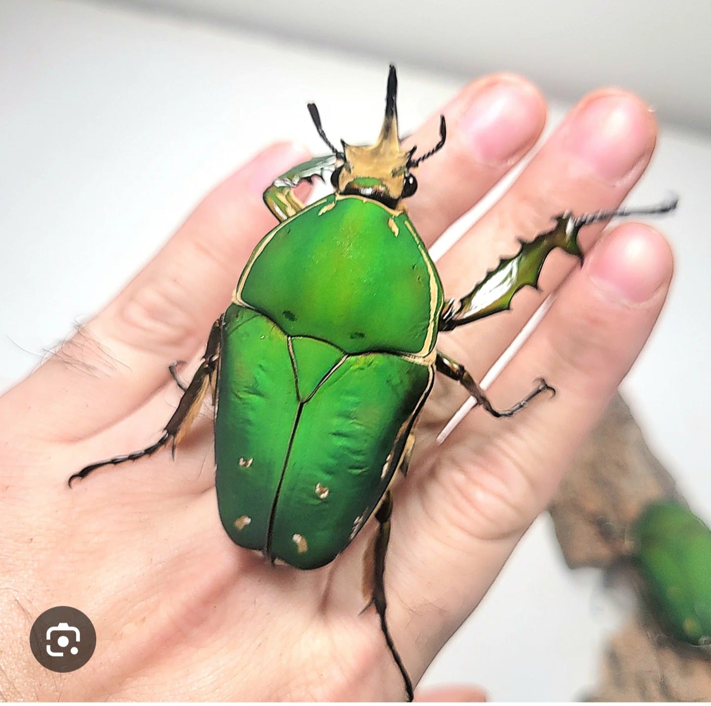 Mecynorrhina torquata immaculicollis