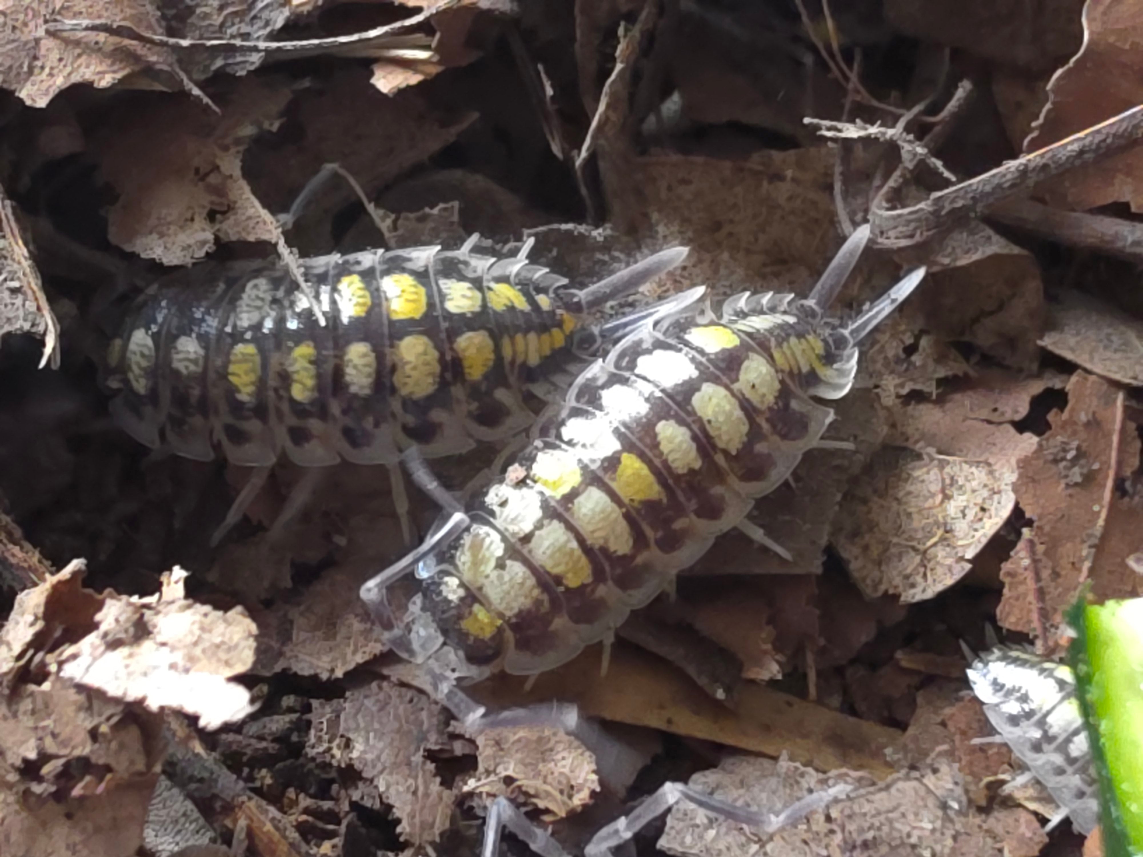Porcellio haasi 'Bicolor'