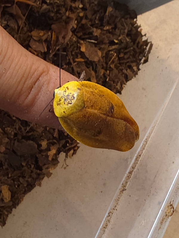Gyna lurida yellow