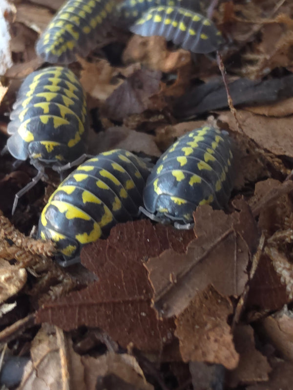 Armadillidium gestroi giant
