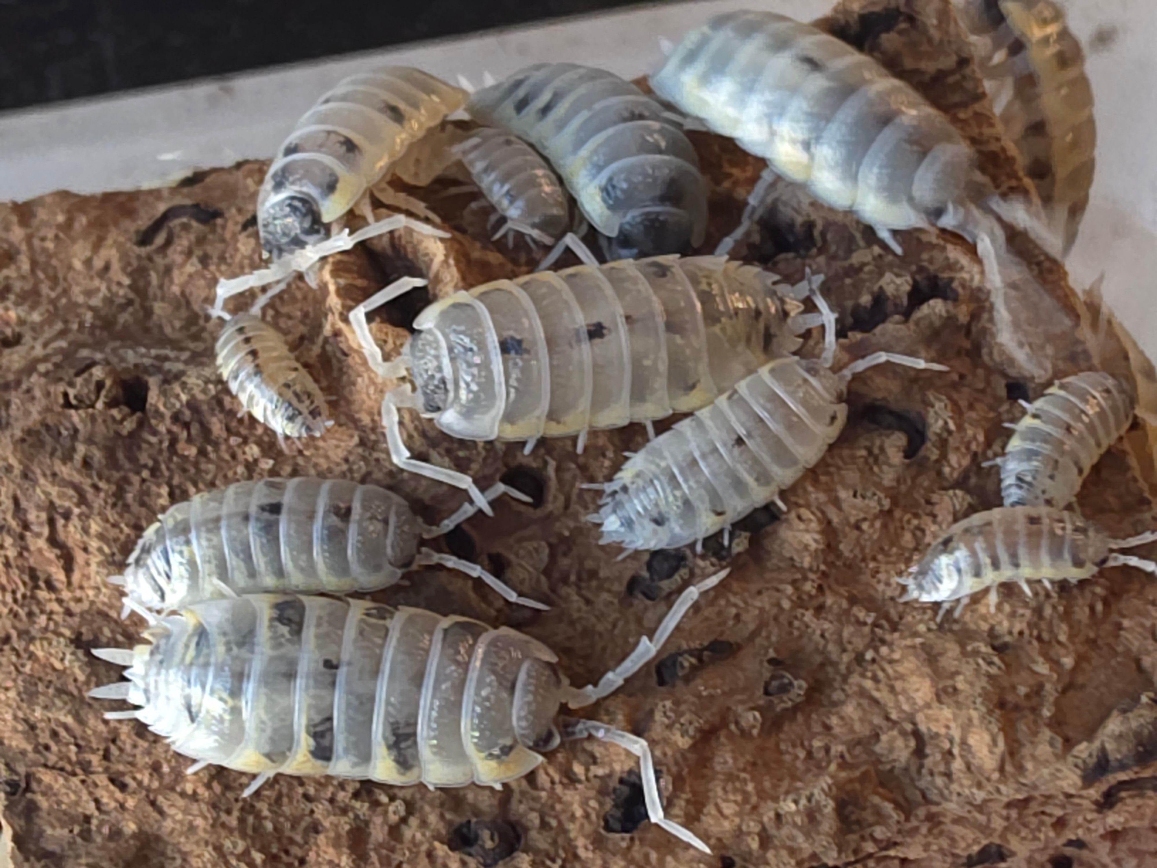 Porcellio ornatus 'Whitch brew'