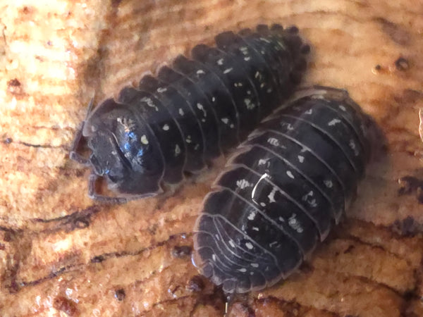 Armadillidium ponalense