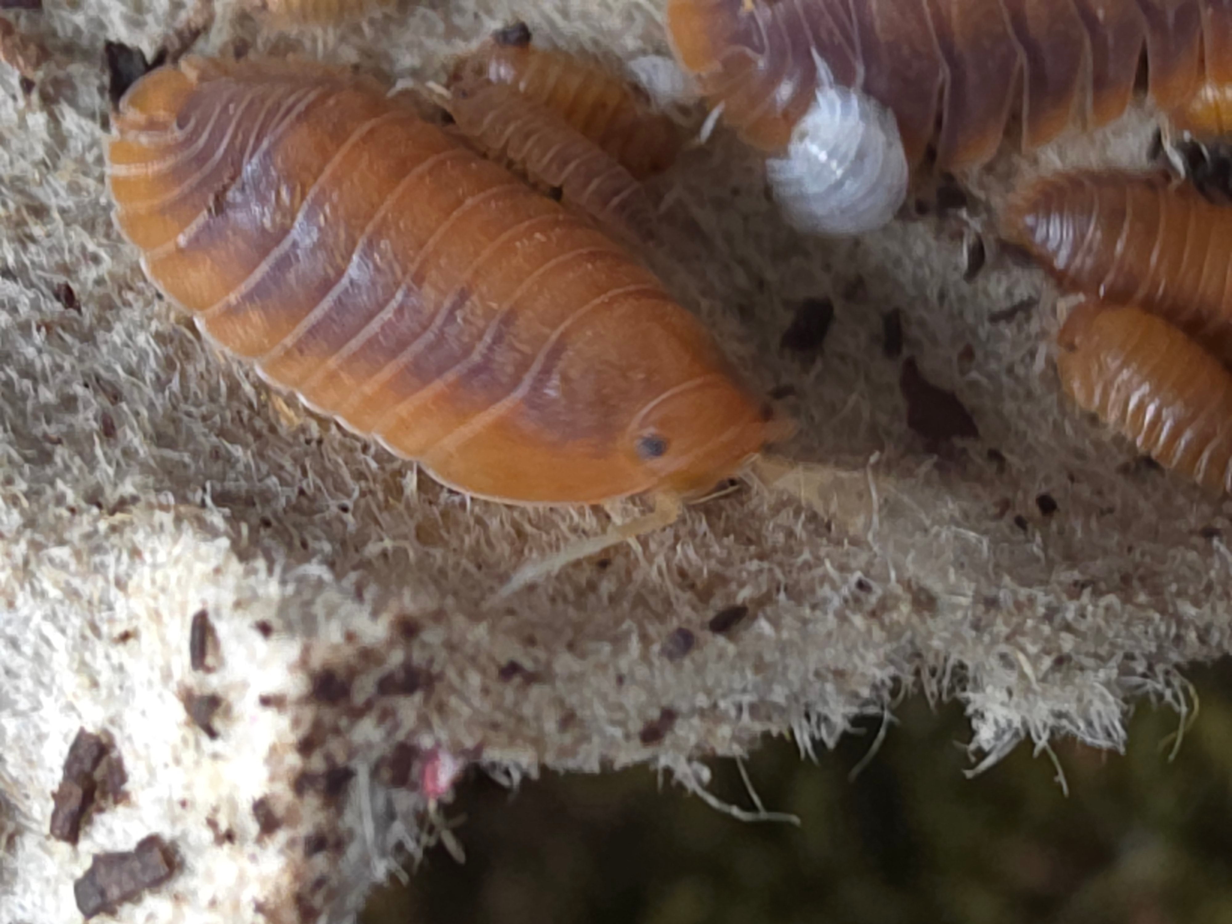 Troglodillo sp 'Vex'