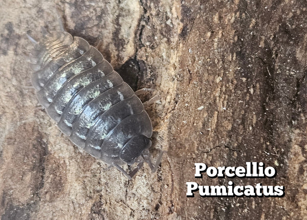 Porcellio pumicatus