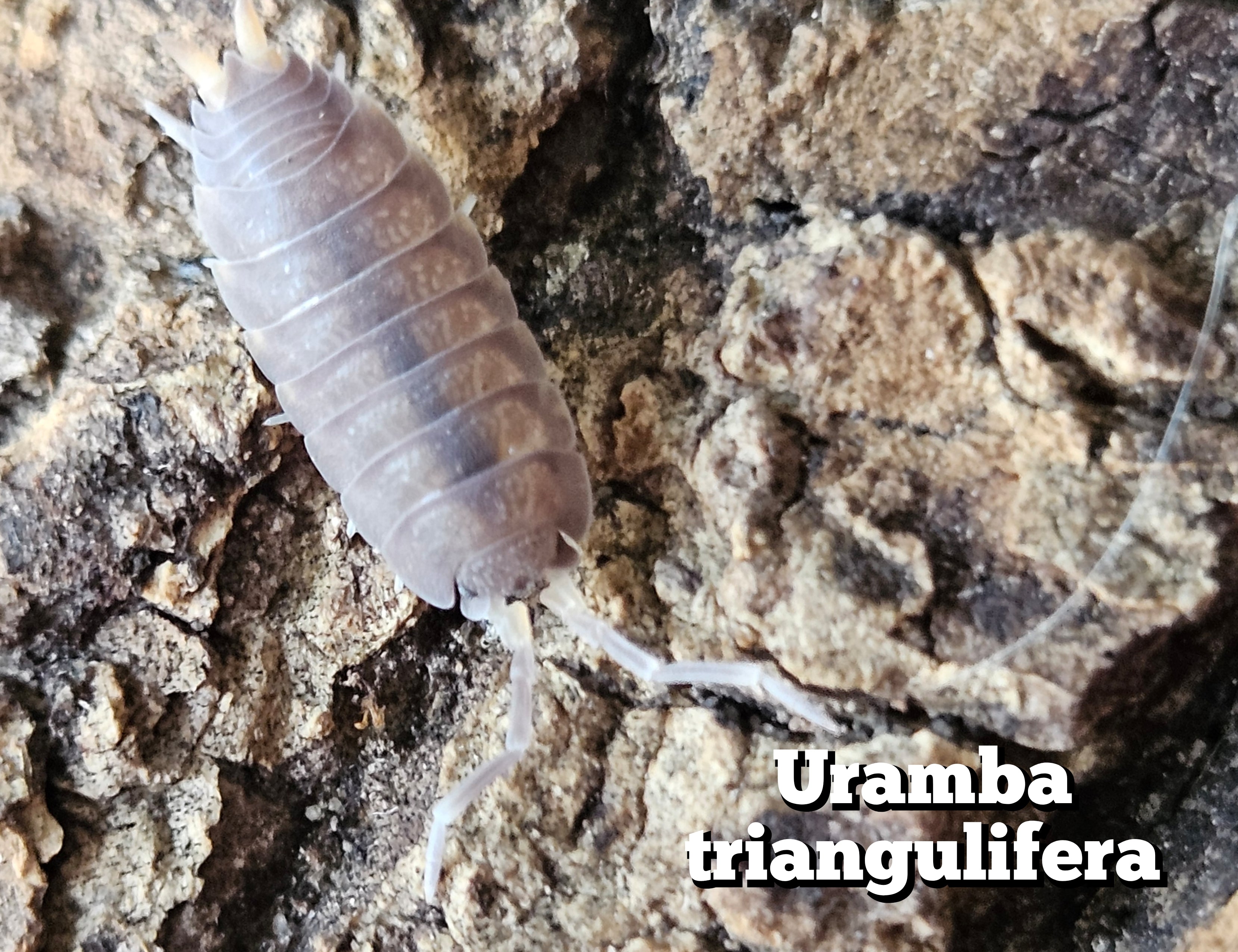 Uramba triangulifera
