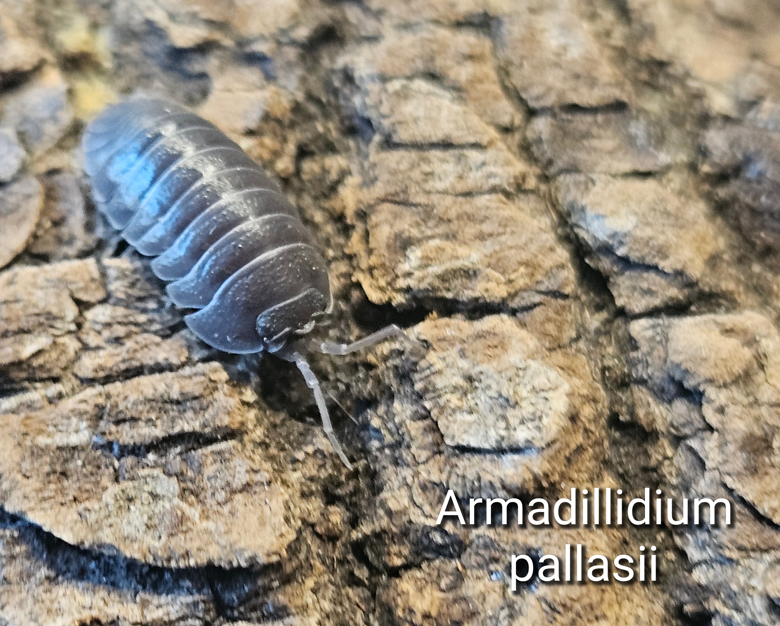 Armadillidium pallasii