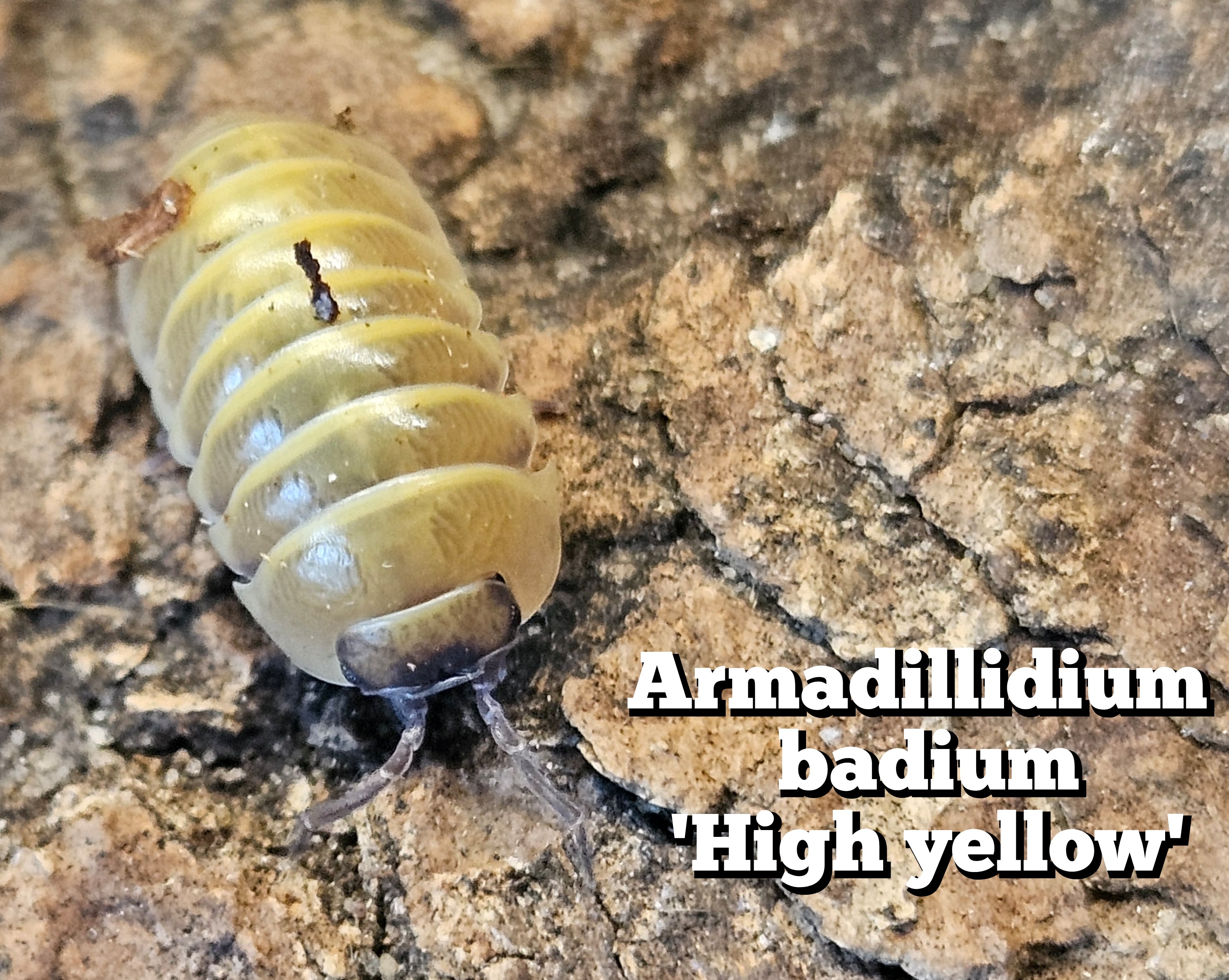 Armadillidium badium 'High yellow'