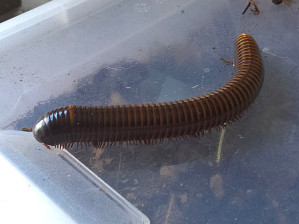 Pelmatojulus ligulatus