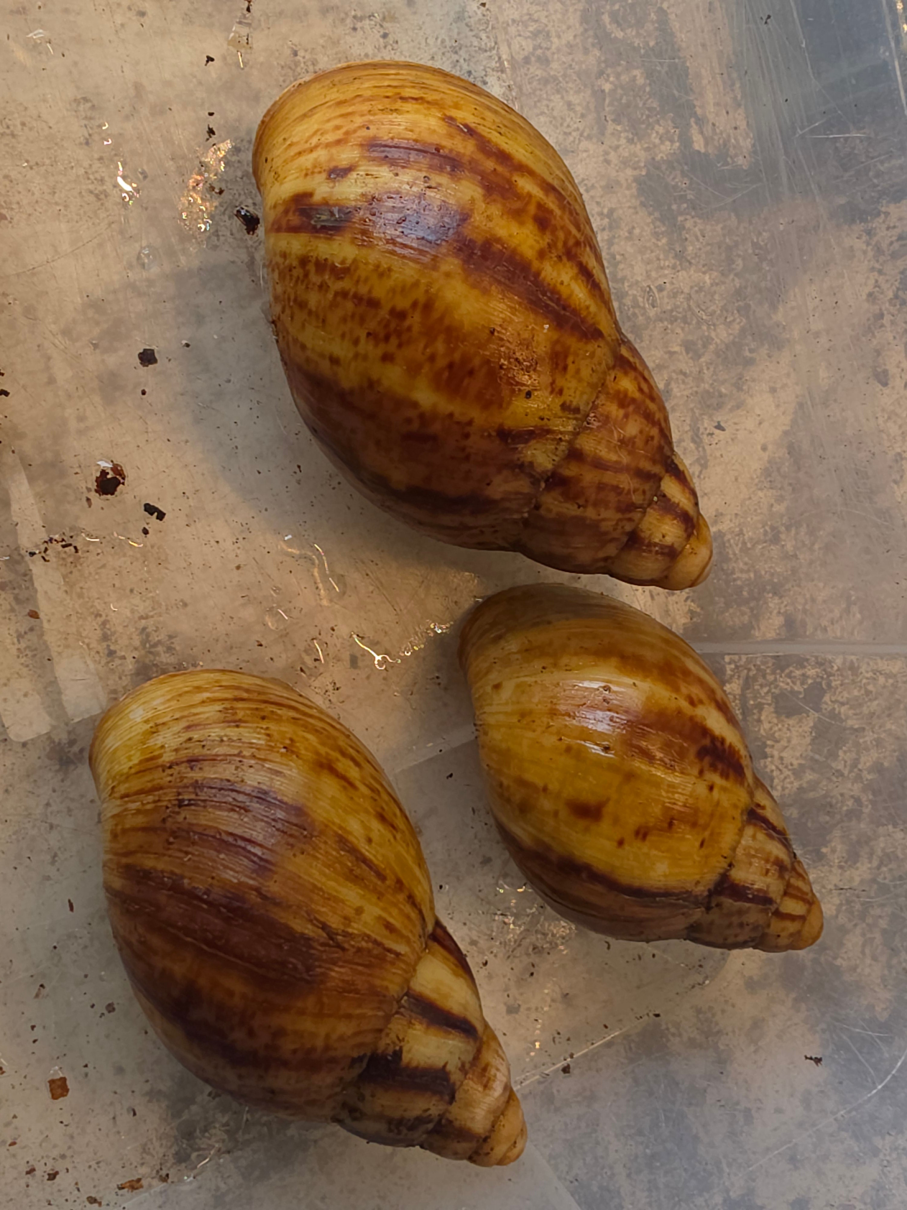 Archachatina marginata ovum amelanistic