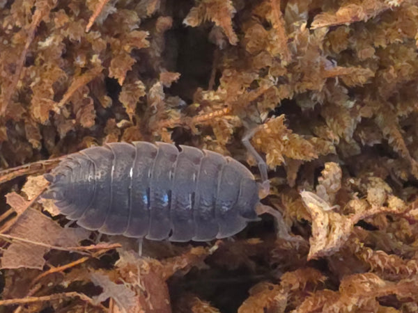 Trachelipus sp 'Piran'