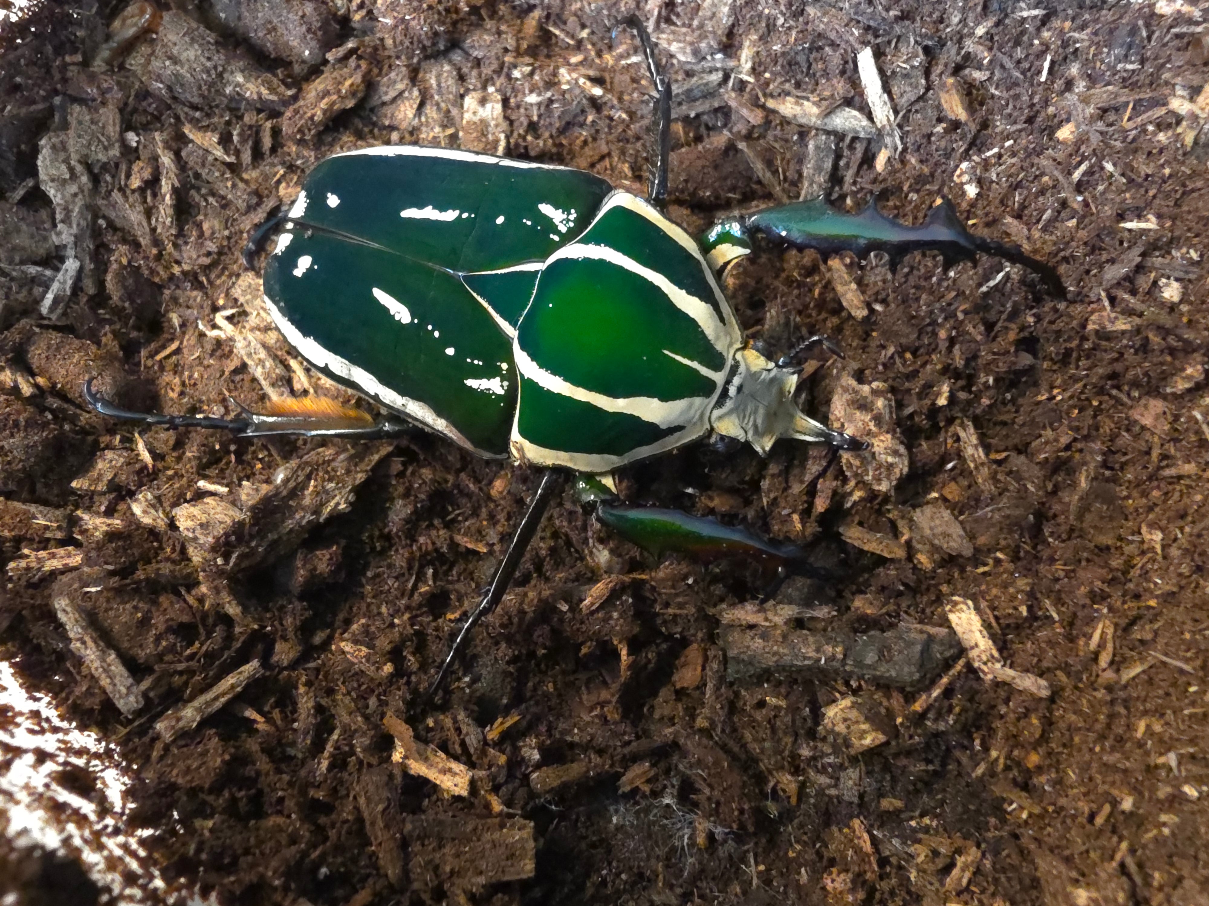 Mecynorrhina torquata ugandensis man 6