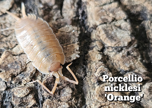 Porcellio nicklesi 'Orange'