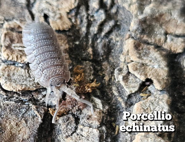 Porcellio echinatus