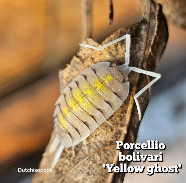 Porcellio bolivari 'Yellow ghost