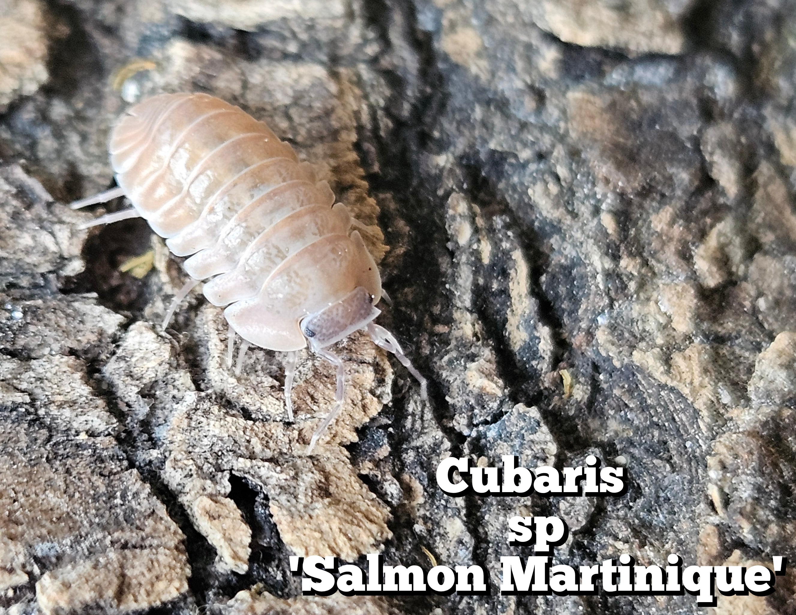 Cubaris sp 'Salmon Martinique'