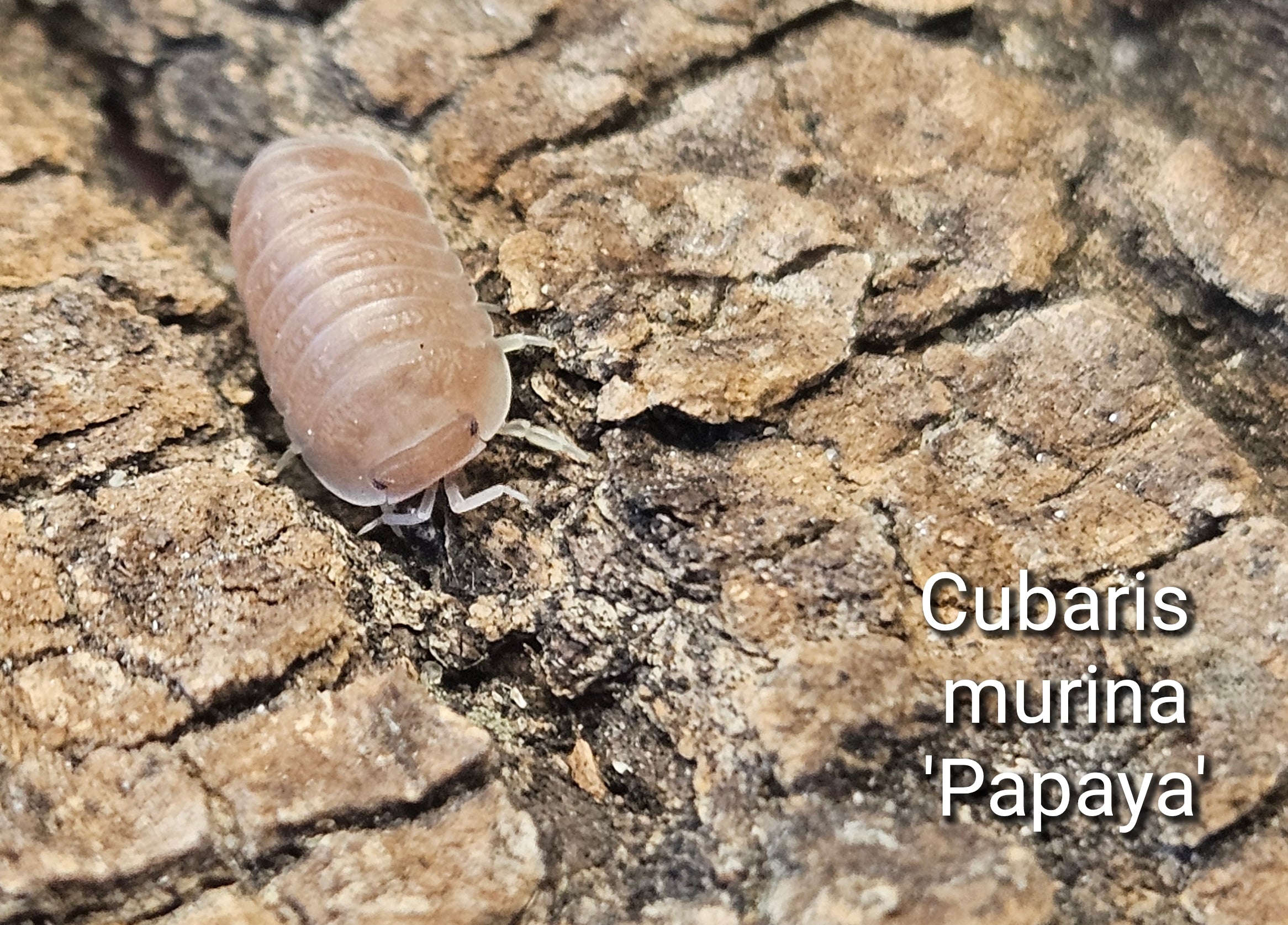 Cubaris murina 'Papaya'